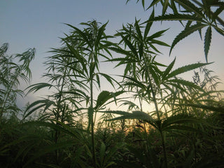 Why Hemp Is Best