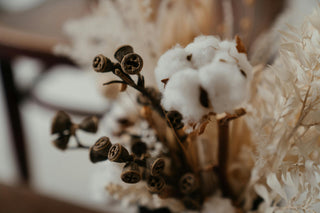 The Rise of Organic Cotton