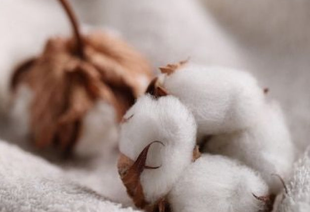 Organic Egyptian Cotton