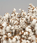 Organic Egyptian Cotton